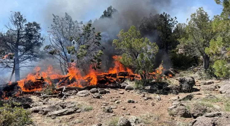 Incendios en el Bosque Nacional Coconino consumen más de 500 acres