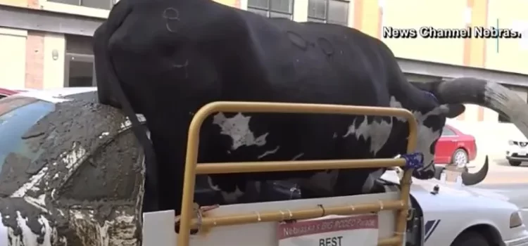 Lo infraccionaron por pasear … un toro en el auto