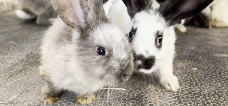 Despiden a exlegislador de Arizona por desaparición de animales en refugio de rescate