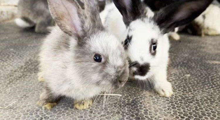 Despiden a exlegislador de Arizona por desaparición de animales en refugio de rescate