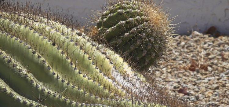 Año histórico de calor extremo y amenazas continuas en Arizona