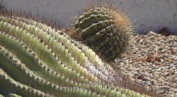 Año histórico de calor extremo y amenazas continuas en Arizona