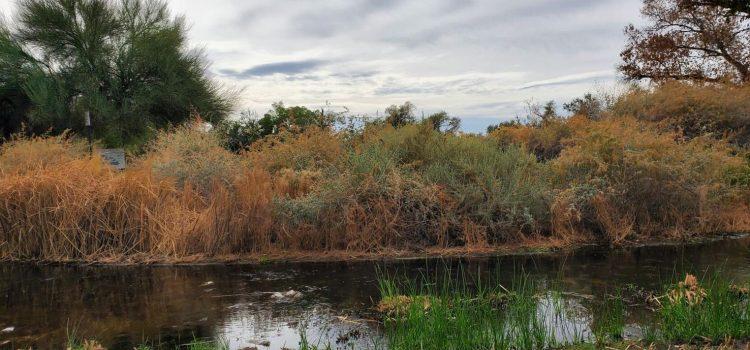 Claves para conservar agua y mitigar cambio climático