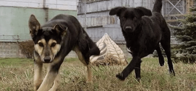 Los perros de Chernóbil: una mutación les ha conferido «superpoderes» Los perros de Chernóbil: una mutación les ha conferido «superpoderes»