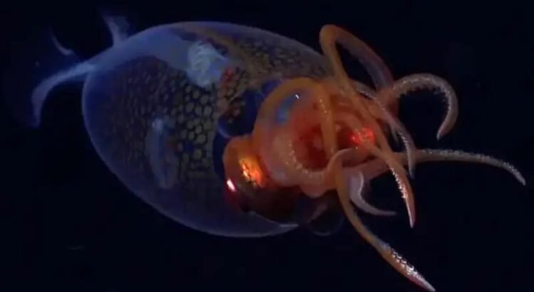 Captan por primera vez a un calamar gigante vivo en el océano Captan por primera vez a un calamar gigante vivo en el océano