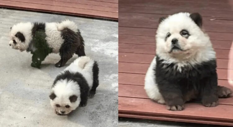 Zoológico da a los visitantes perro por panda