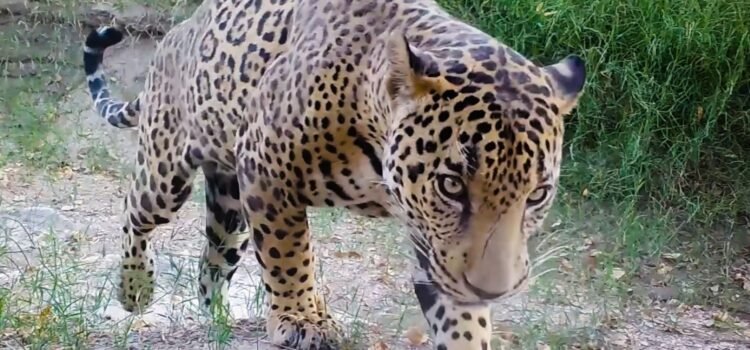 Se reportaron múltiples avistamientos de jaguares este verano