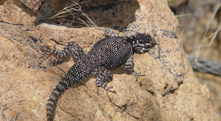 Se busca protección para lagarto de Arizona, especie en peligro de extinción, amenazada por el cambio climático Se busca protección para lagarto de Arizona, especie en peligro de extinción, amenazada por el cambio climático