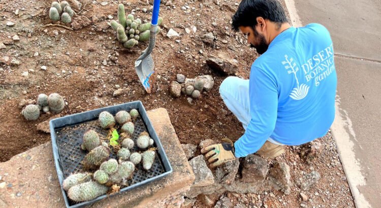 La sociedad de cactus y suculentas de Tucson dona más de 300 plantas nativas del desierto